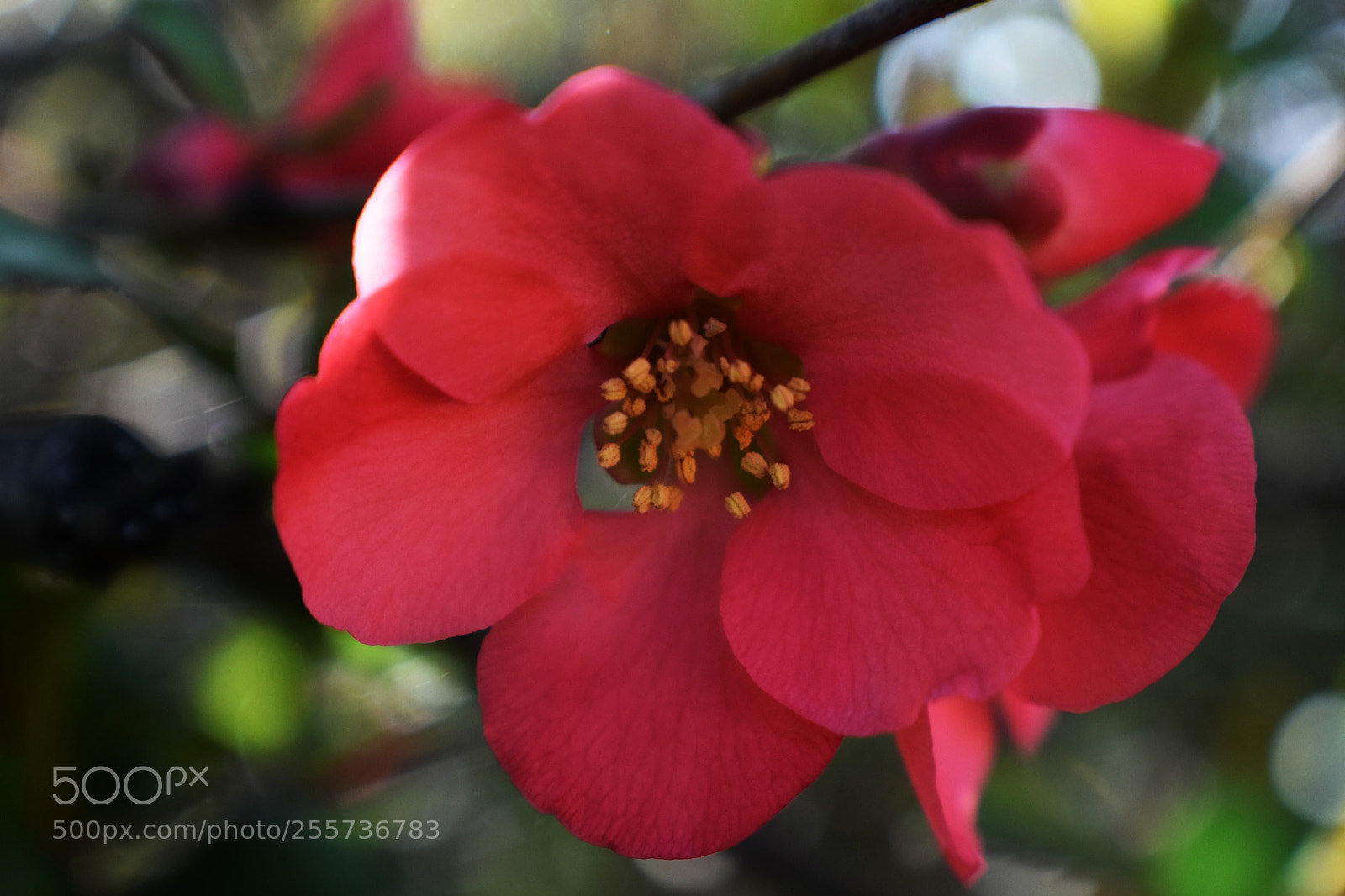 Nikon D3400 sample photo. Spring color photography