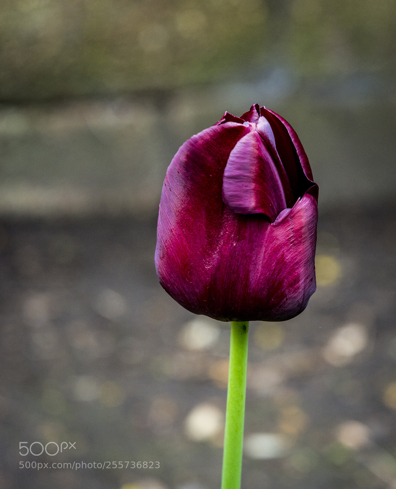 Nikon D7100 sample photo. Tulip photography