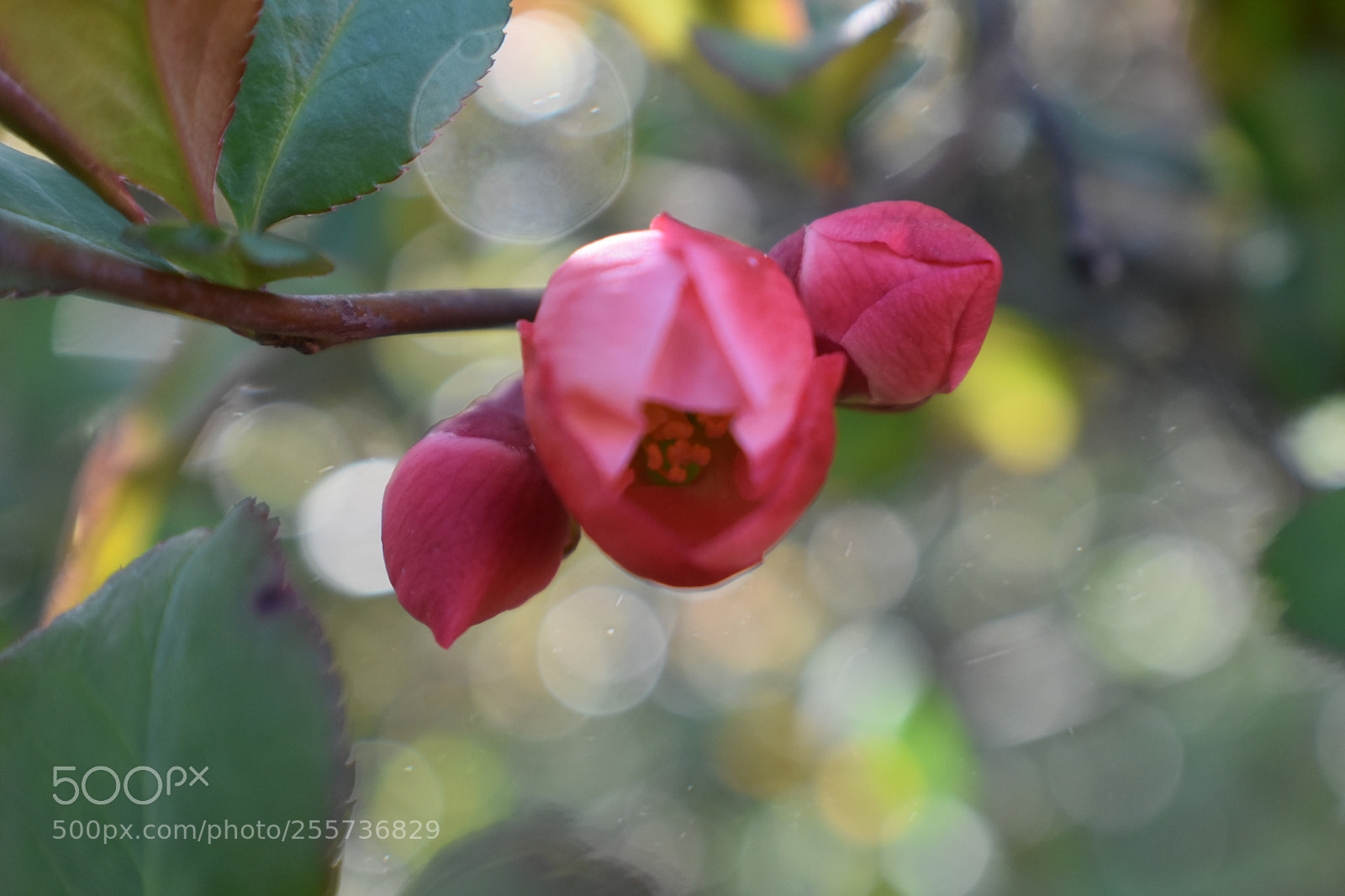 Nikon D3400 sample photo. () photography
