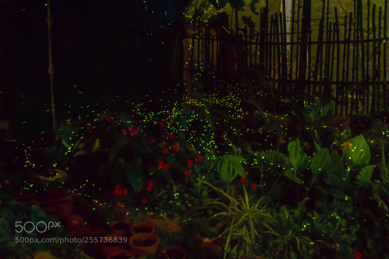 Canon EOS 50D sample photo. Firefly photography