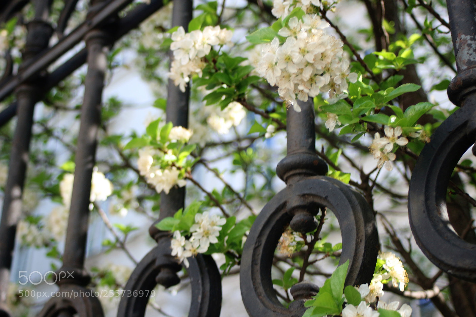 Canon EOS 100D (EOS Rebel SL1 / EOS Kiss X7) sample photo. A blossoming fence photography