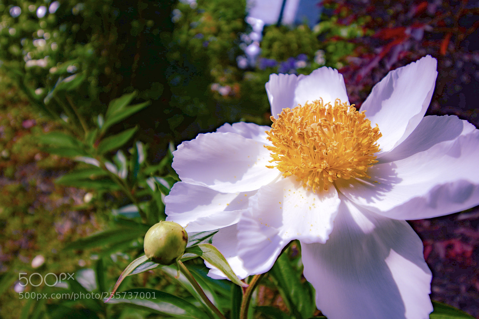 Nikon D7100 sample photo. Big white flower  photography