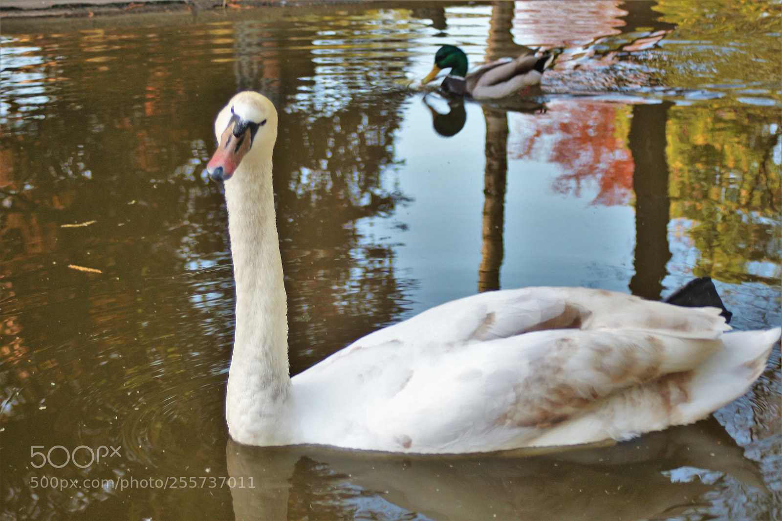 Canon EOS 100D (EOS Rebel SL1 / EOS Kiss X7) sample photo. A swan's glance photography