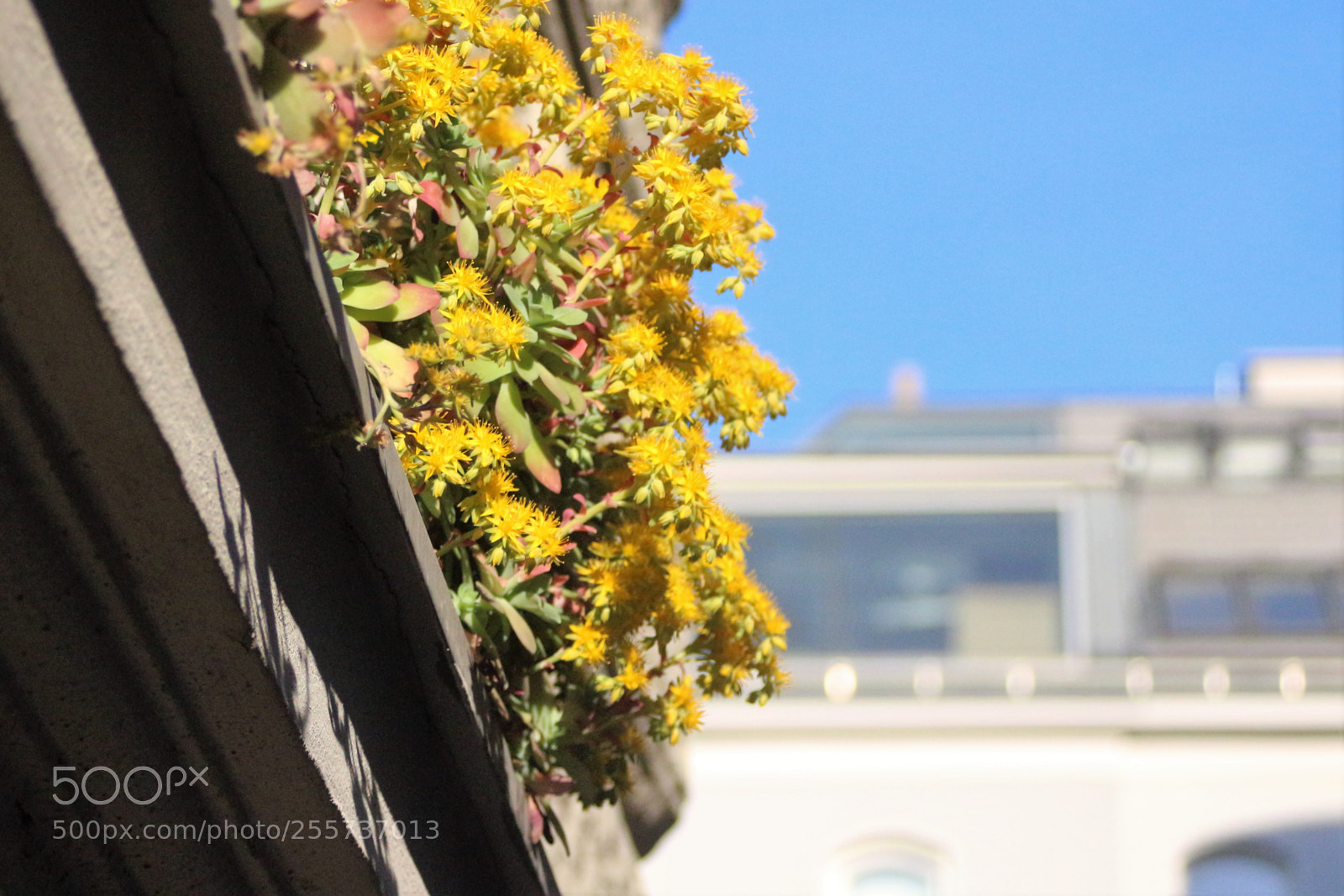 Canon EOS 100D (EOS Rebel SL1 / EOS Kiss X7) sample photo. Yellow flowers on the photography