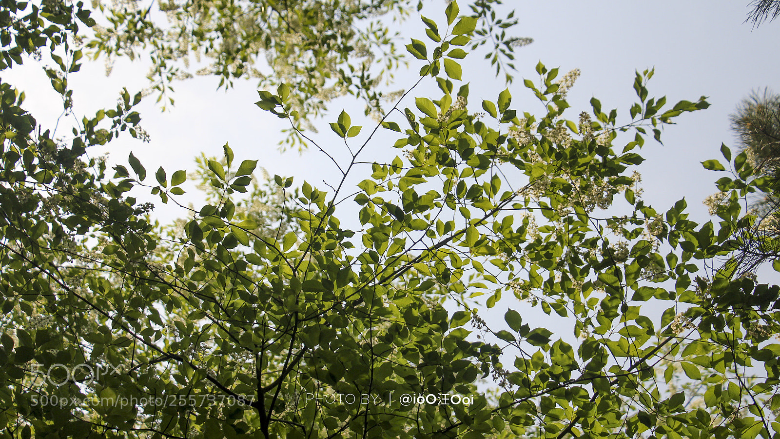 Canon EOS 700D (EOS Rebel T5i / EOS Kiss X7i) sample photo. 2018.04.29·春·长春.· photography