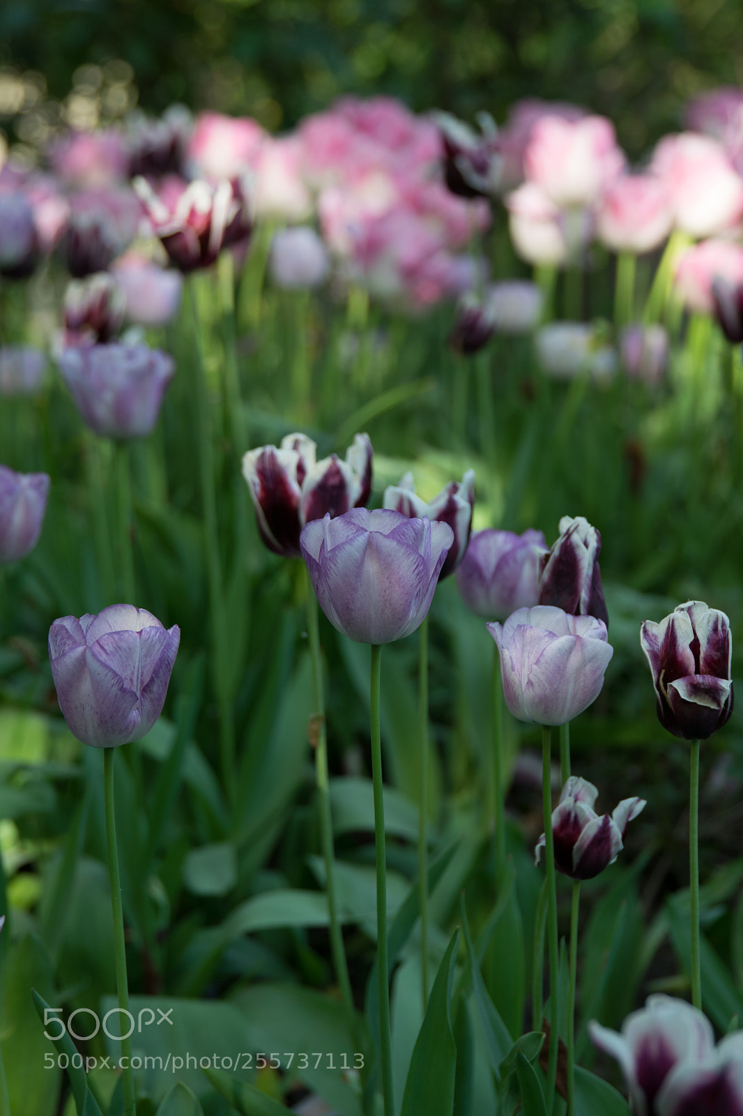 Nikon D5300 sample photo. Flower day photography