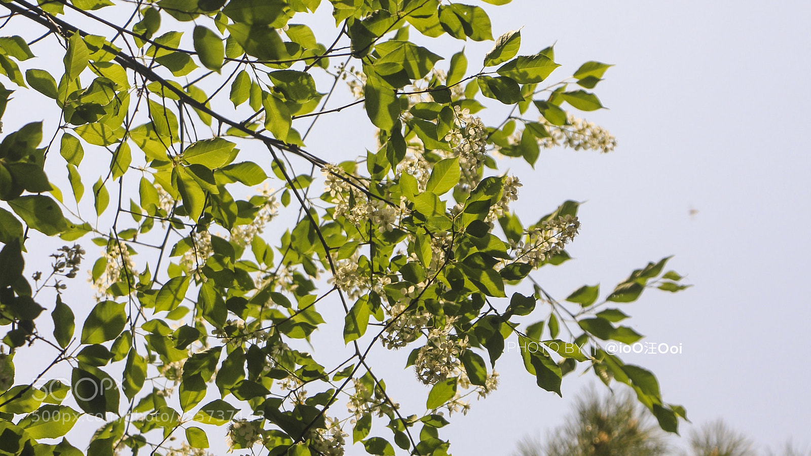 Canon EOS 700D (EOS Rebel T5i / EOS Kiss X7i) sample photo. 2018.04.29·春·长春.· photography
