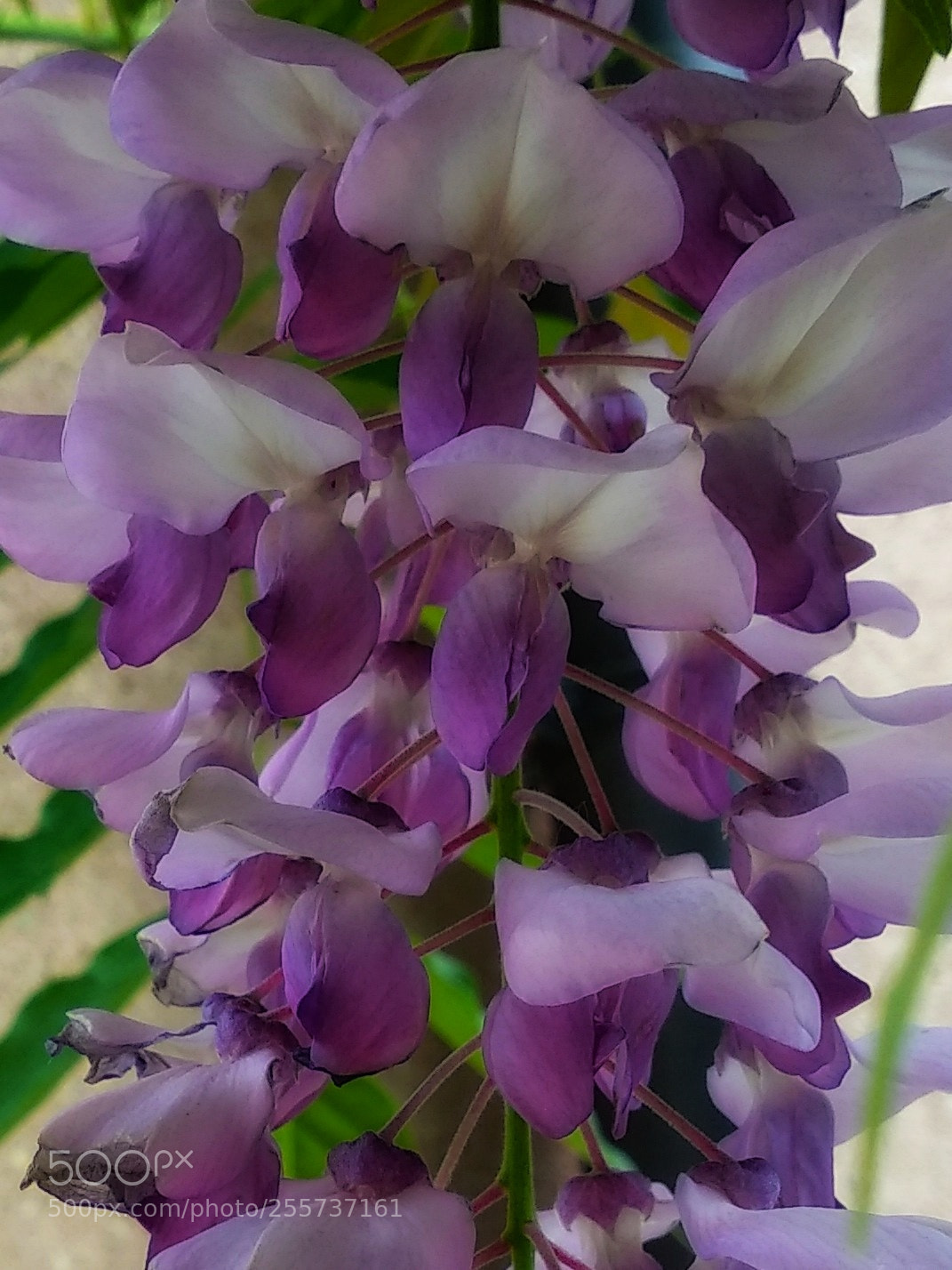 Xiaomi Mi A1 sample photo. Wisteria... photography