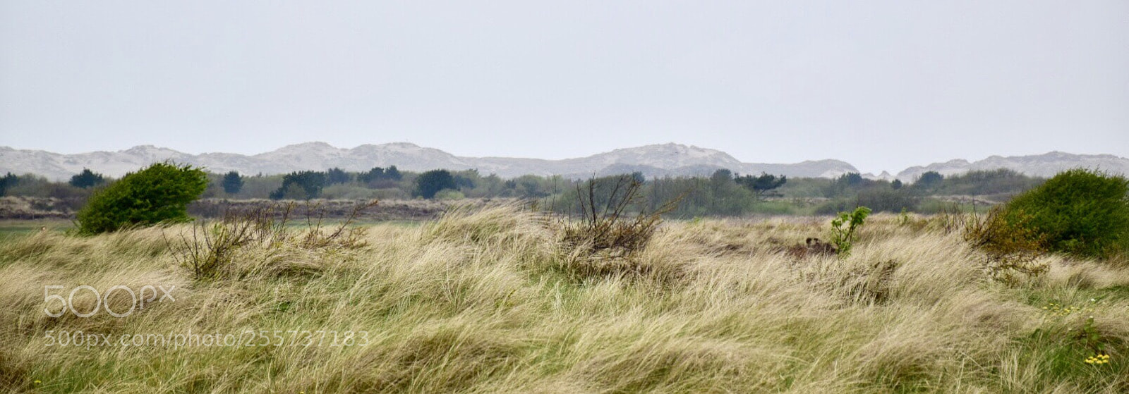 Nikon D5300 sample photo. Groene strand photography