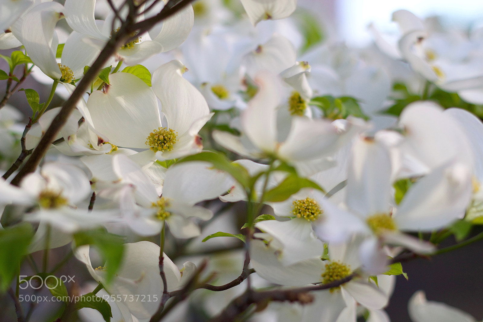 Canon EOS 70D sample photo. Japanischer hartriegel in bl photography