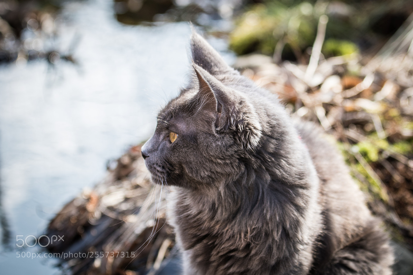 Canon EOS 7D Mark II sample photo. Maine coon2 photography