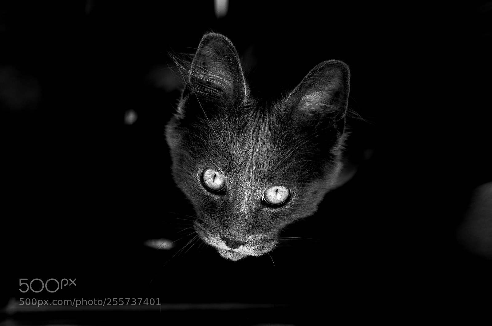 Canon EOS 7D Mark II sample photo. Maine coon1 photography