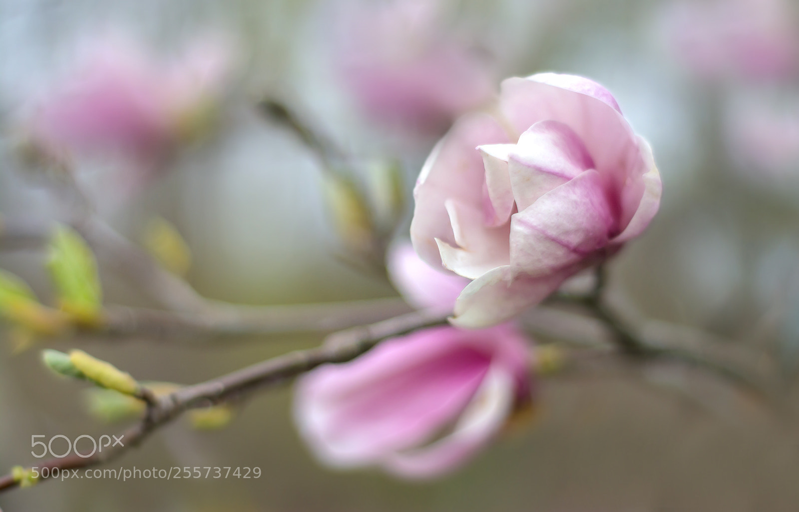 Nikon D7100 sample photo. Untitled photography