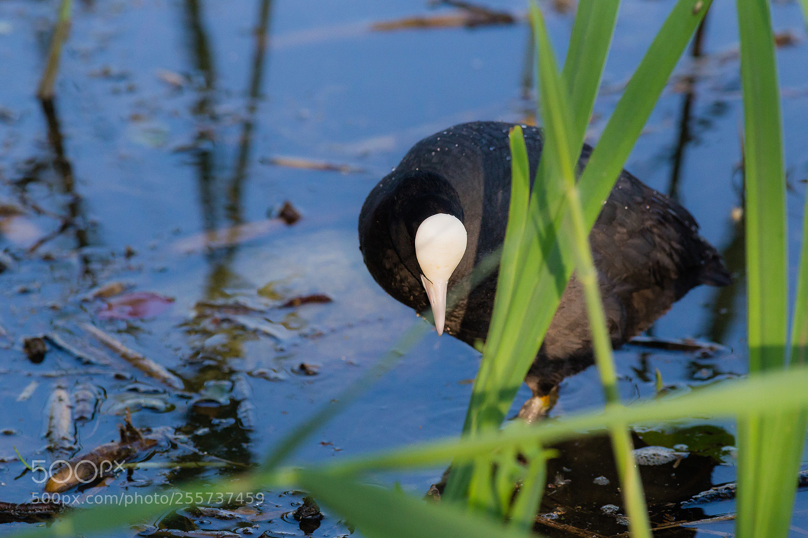 Canon EOS 6D sample photo. Coot behind the green photography