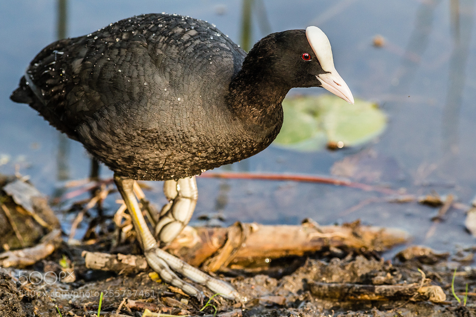 Canon EOS 6D sample photo. Walking coot photography