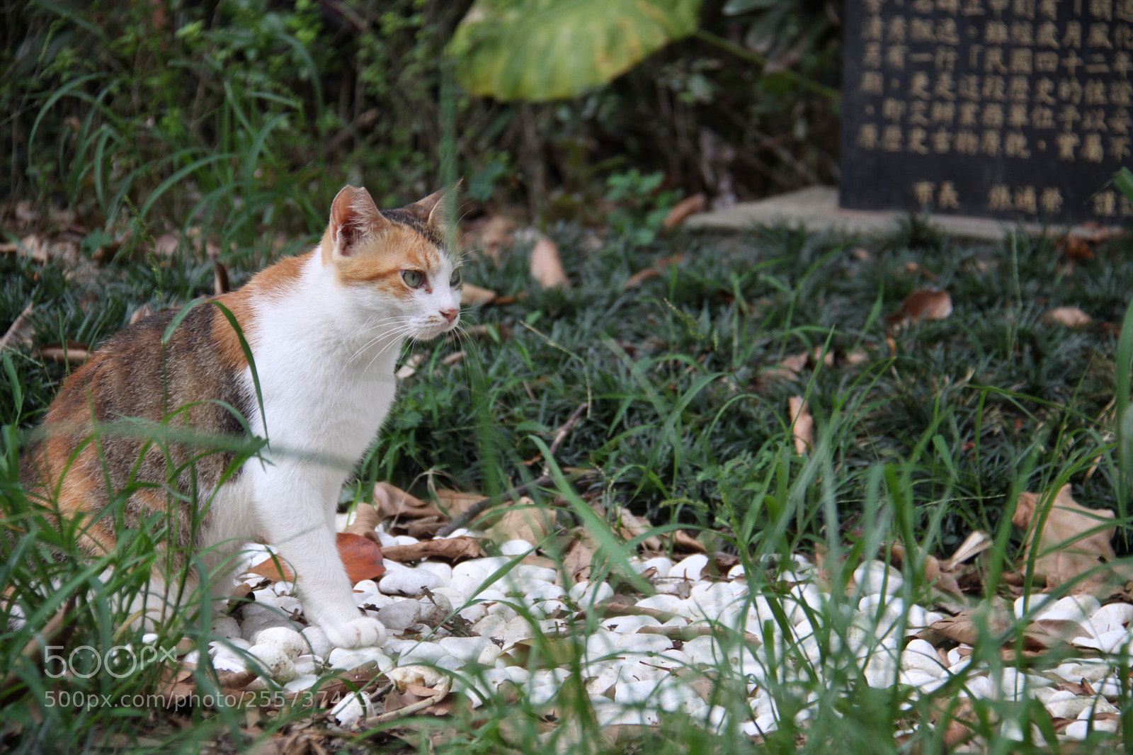 Canon EOS 50D sample photo. Cat photography