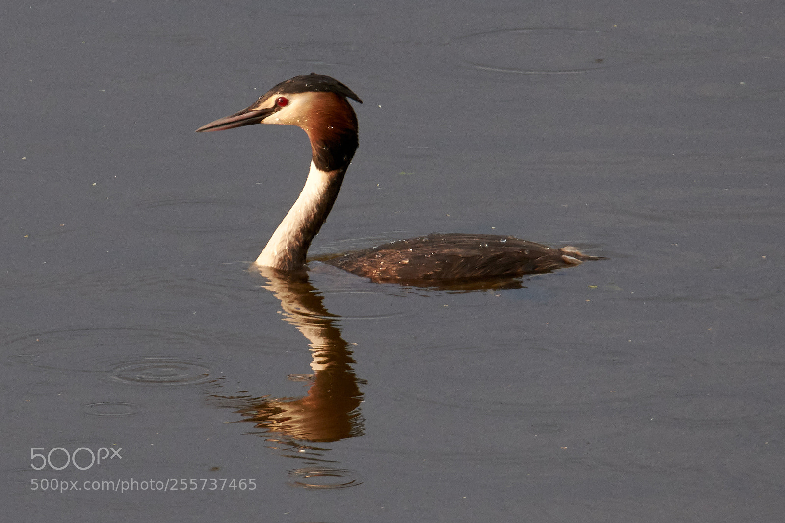 Nikon D7200 sample photo. Great crested grebe photography