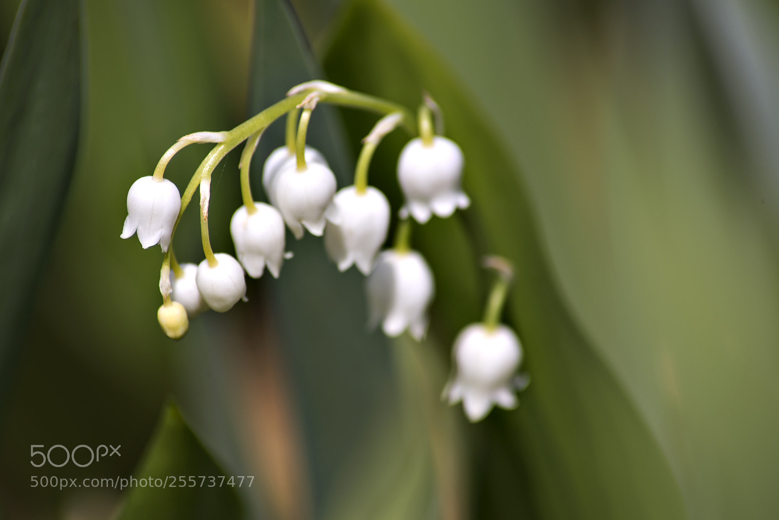 Nikon D610 sample photo. Lily of the valley photography