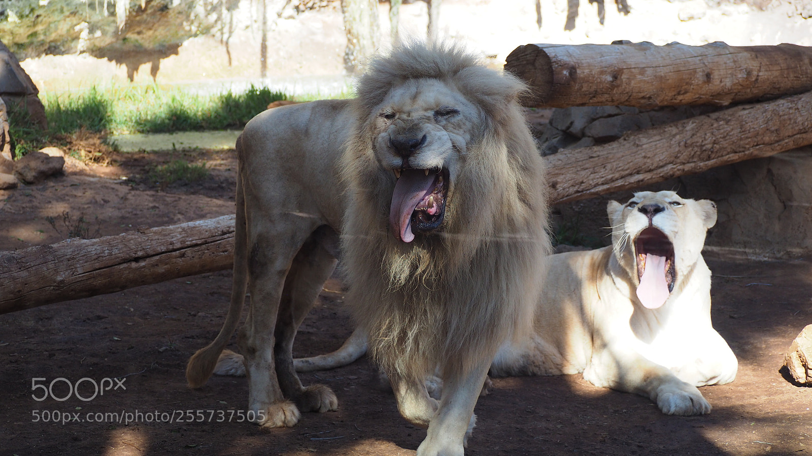 Olympus OM-D E-M10 II sample photo. Tired white lion family photography