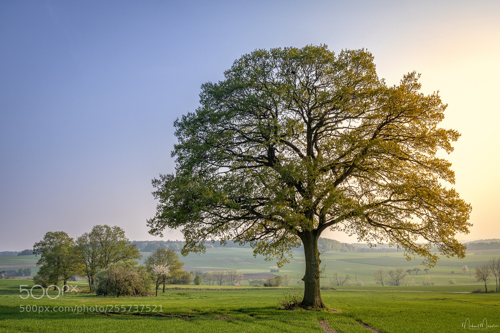 Canon EOS 760D (EOS Rebel T6s / EOS 8000D) sample photo. [old as a tree] photography