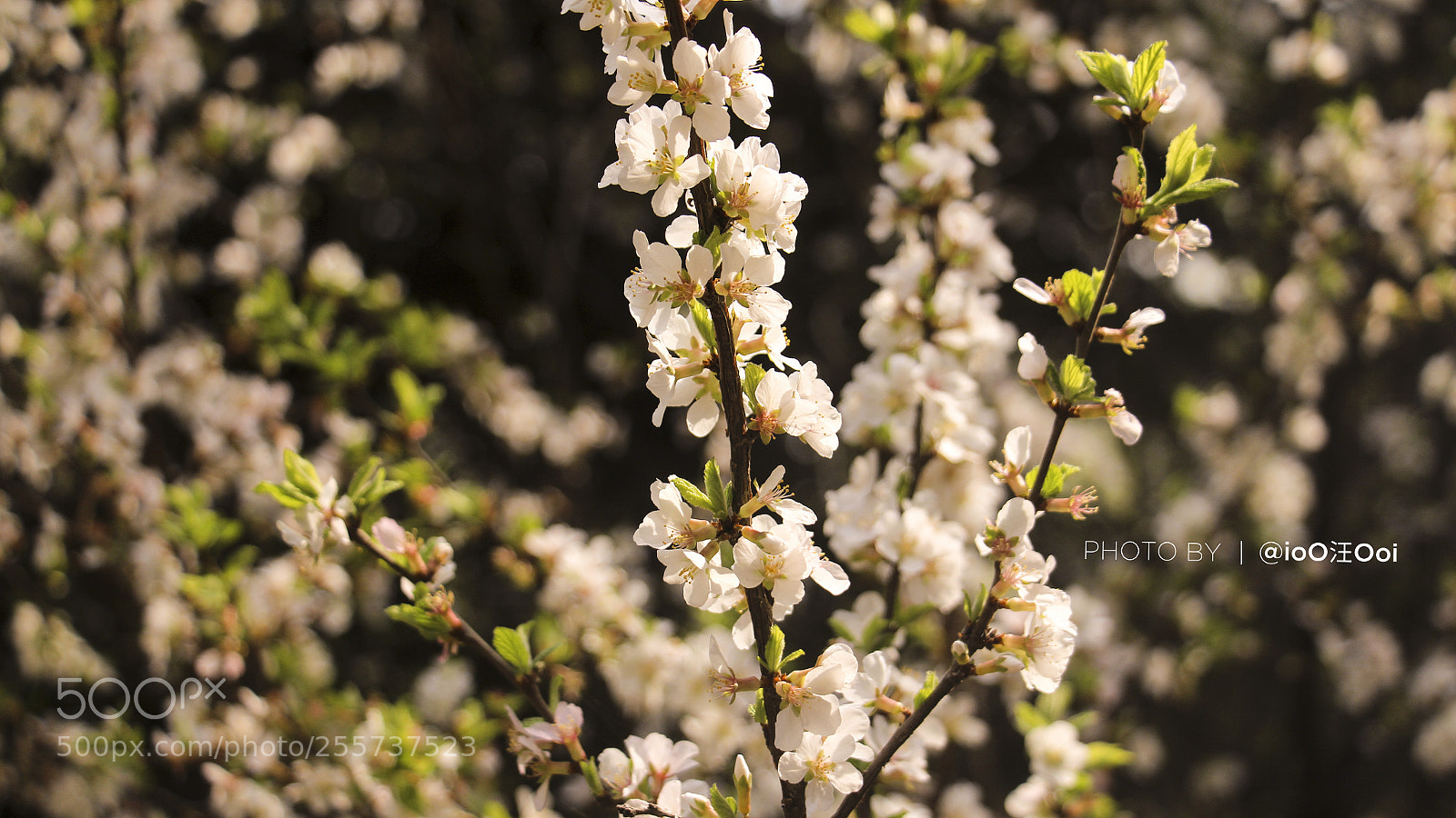 Canon EOS 700D (EOS Rebel T5i / EOS Kiss X7i) sample photo. 2018.04.29·春·长春.· photography