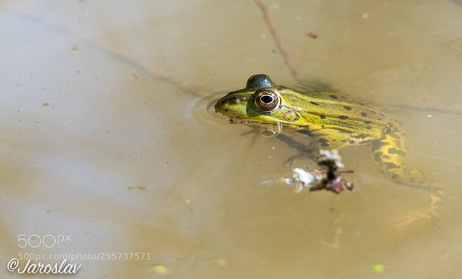 Nikon D500 sample photo. Green frog  photography