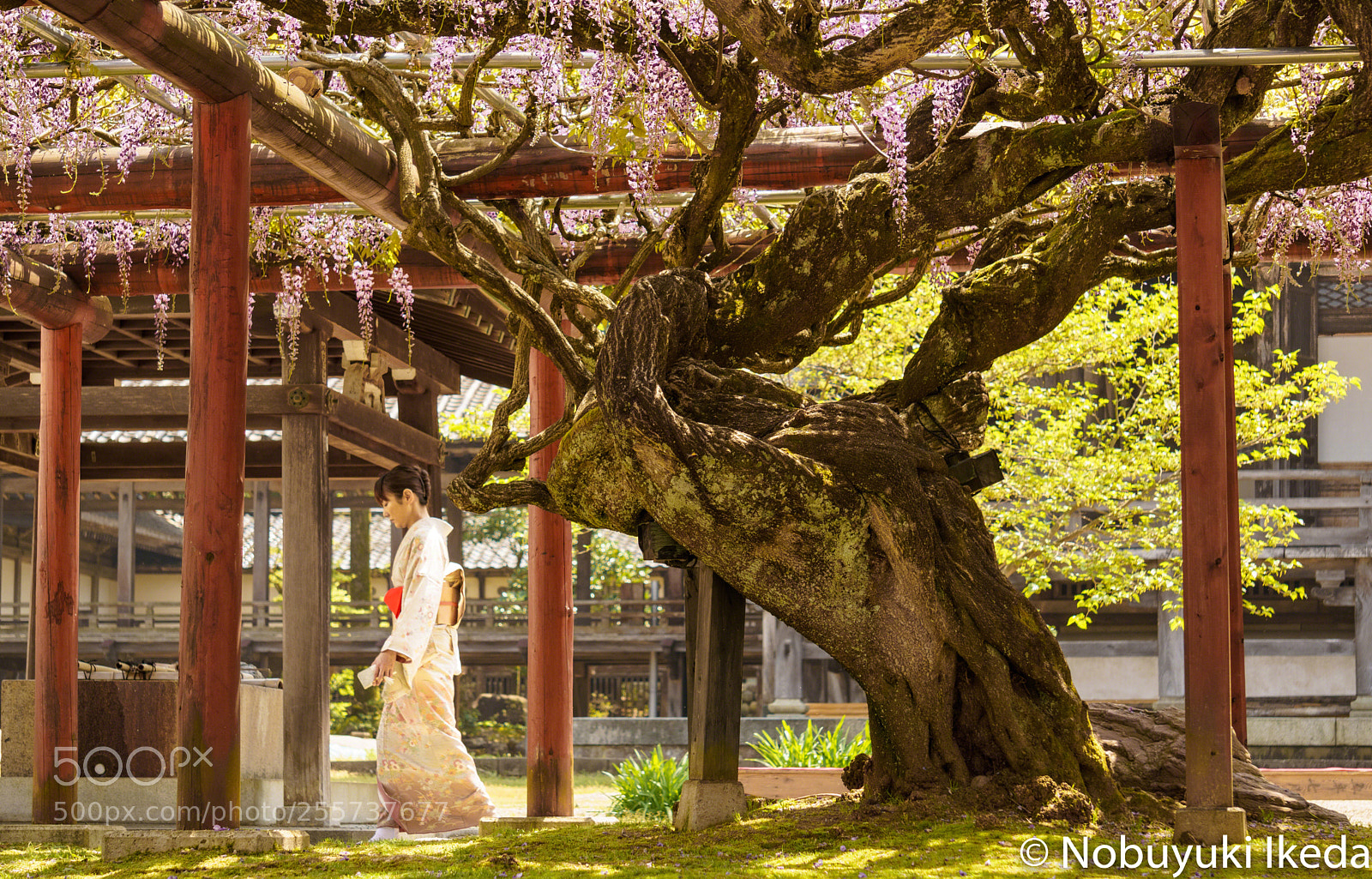 Sony a6000 sample photo. Wisteria trunk and japanese photography