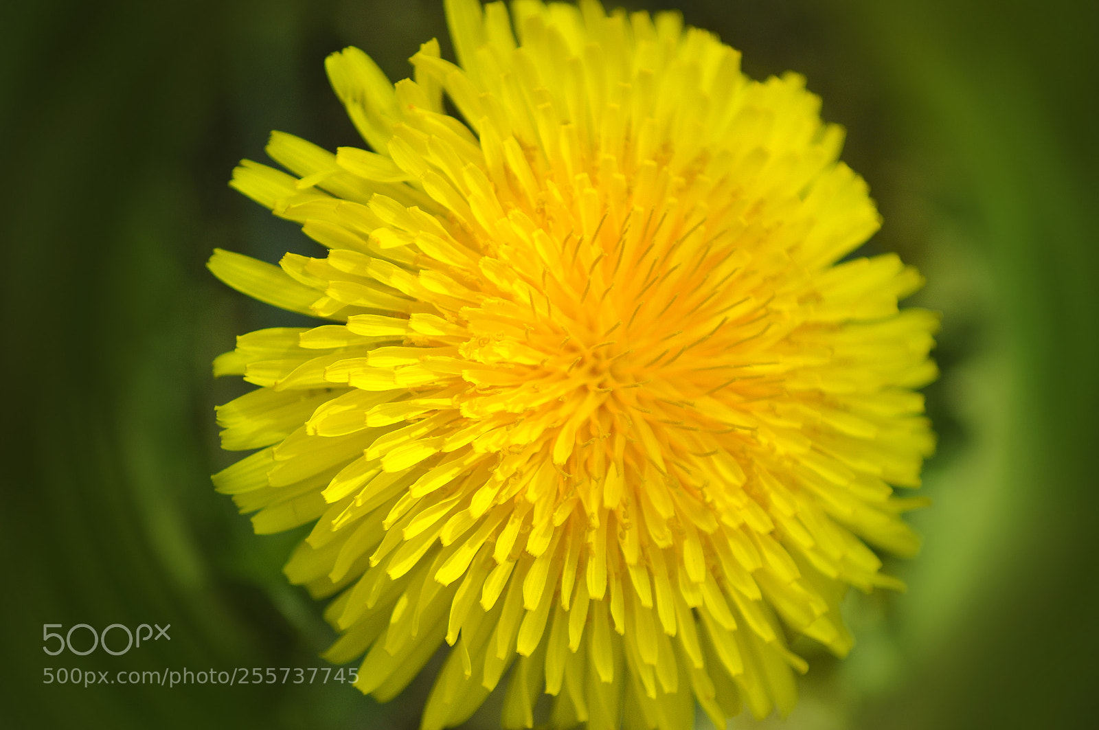 Nikon D5000 sample photo. Spring colors photography