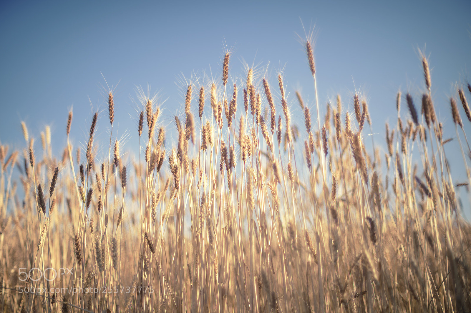 Nikon Df sample photo. Wheat photography