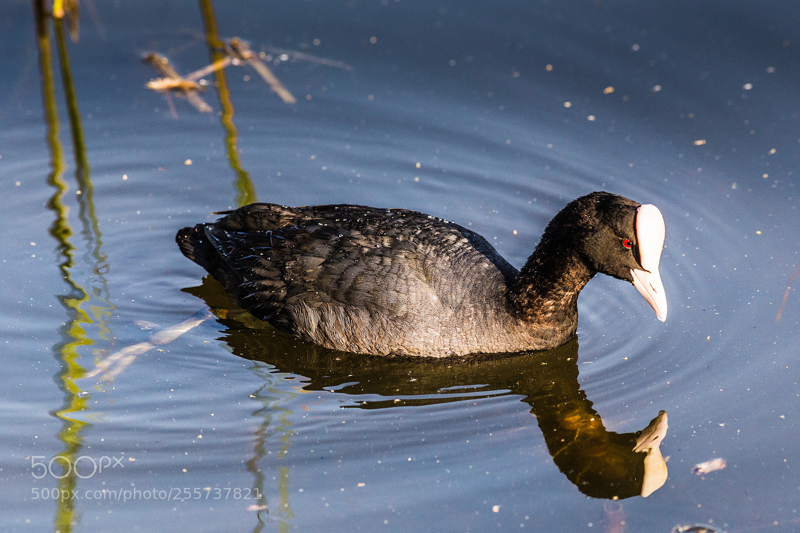 Canon EOS 6D sample photo. Swimming coot photography