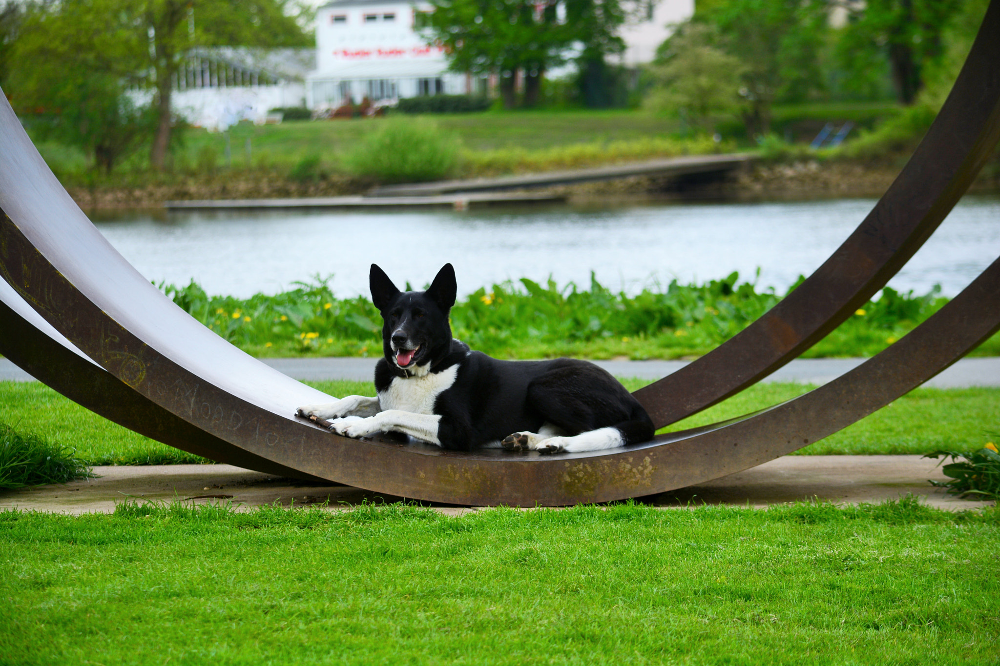 Nikon D5200 sample photo. Hund photography