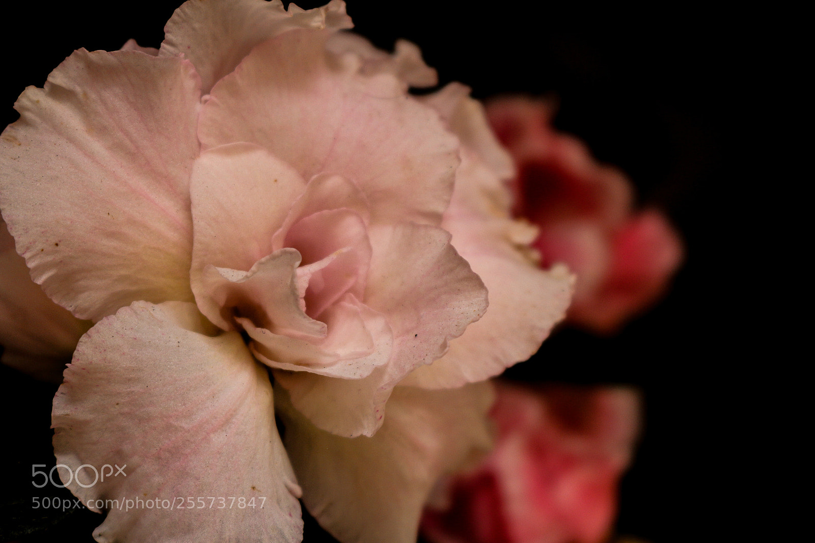Canon EOS 700D (EOS Rebel T5i / EOS Kiss X7i) sample photo. Pink azalea - rhododendron photography