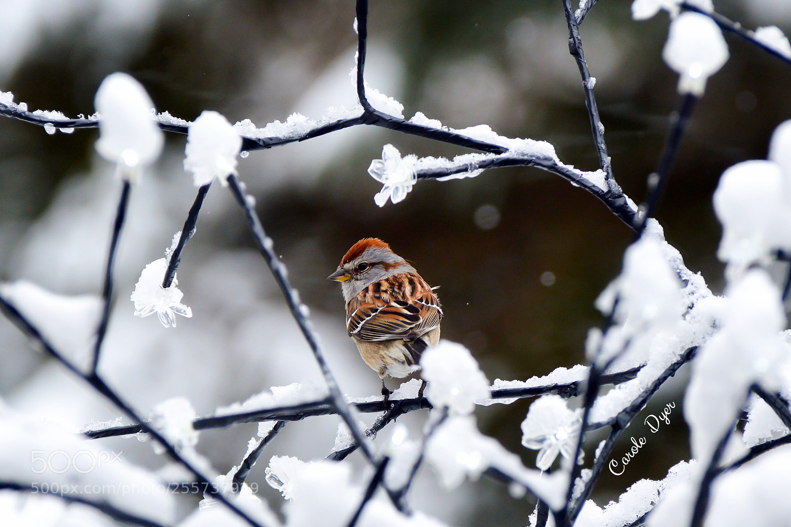 Nikon D3200 sample photo. Little sparrow photography
