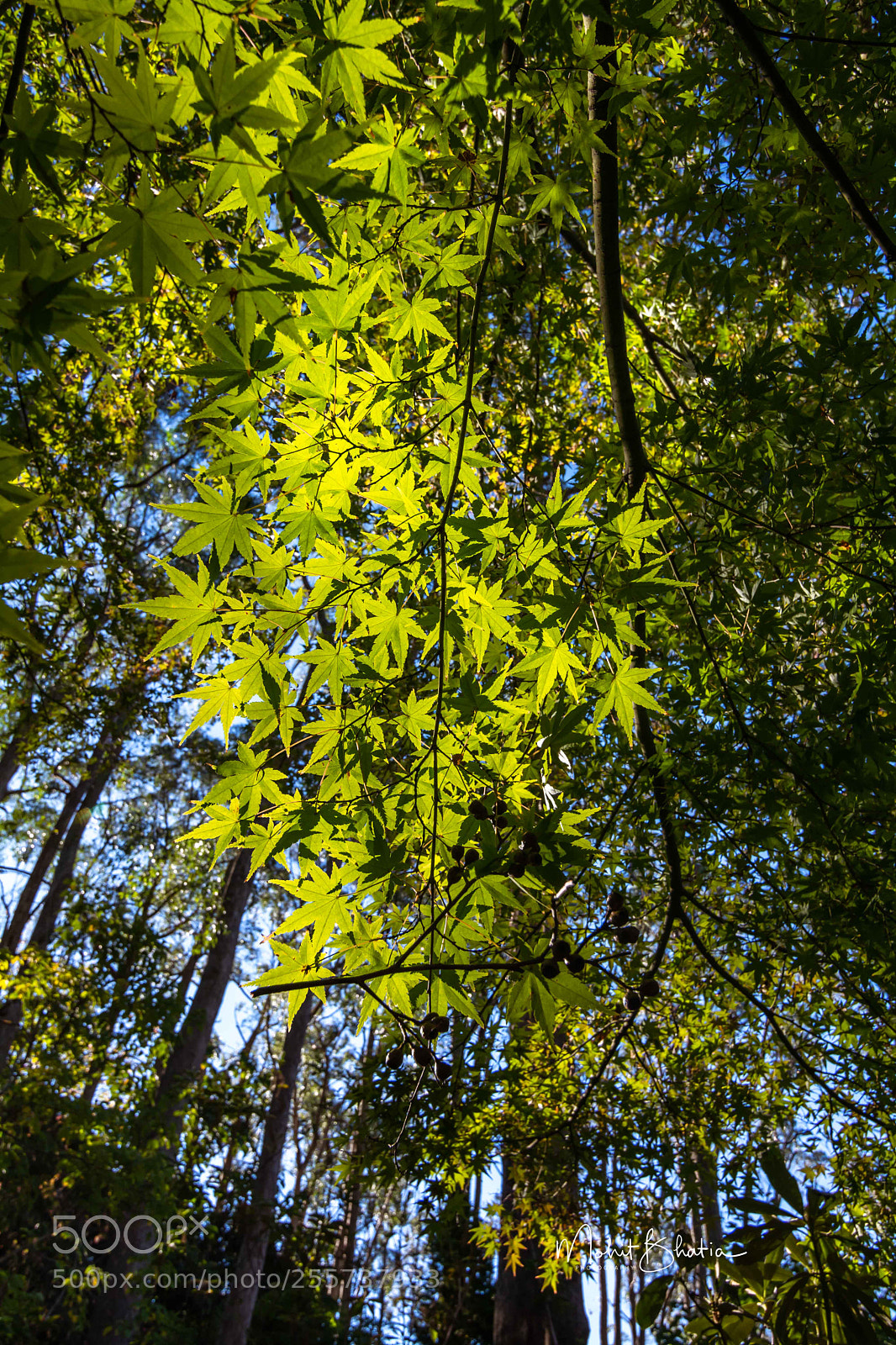 Nikon D5200 sample photo. Forrest green photography