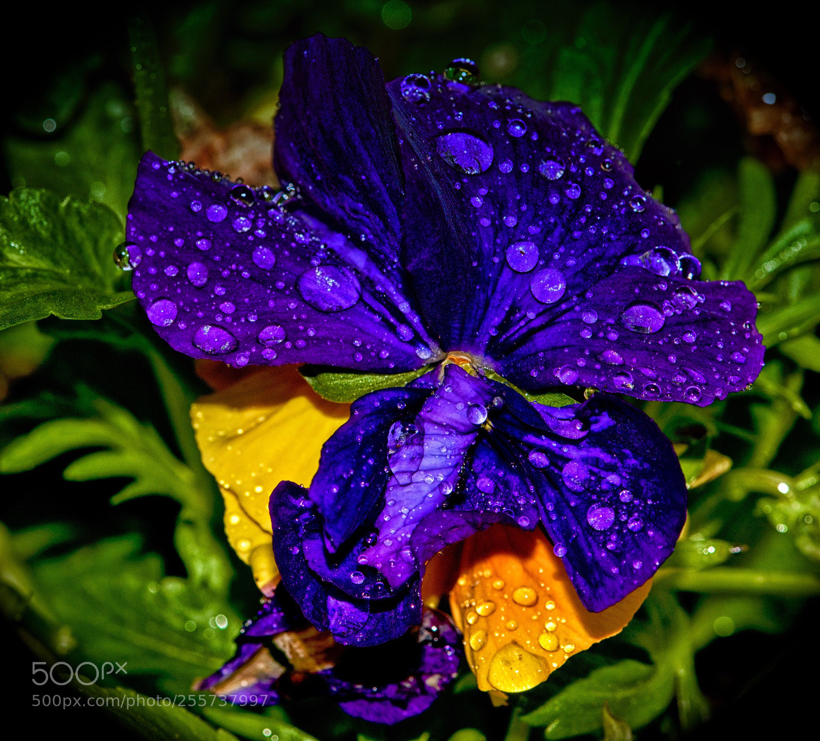 Nikon D800 sample photo. April raindrops photography
