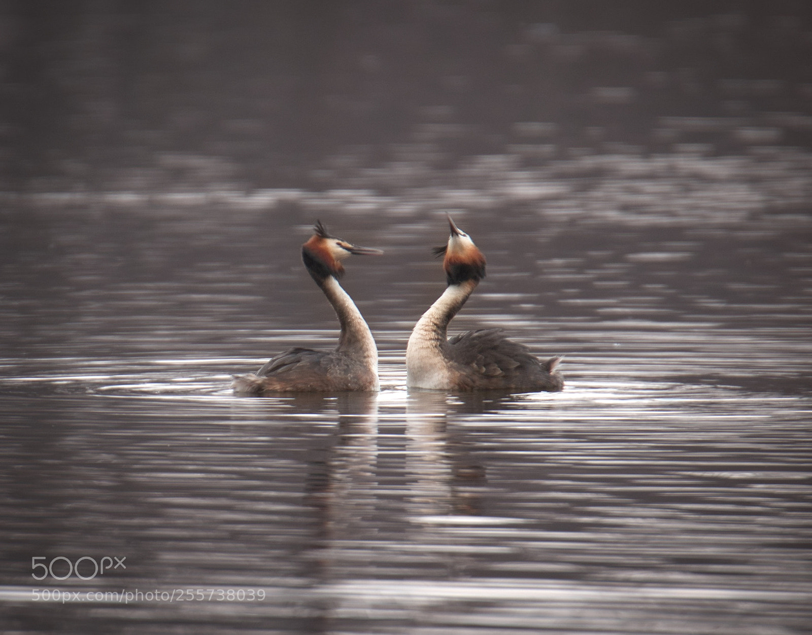 Canon EOS 6D sample photo. Mating (great crested grebe) photography