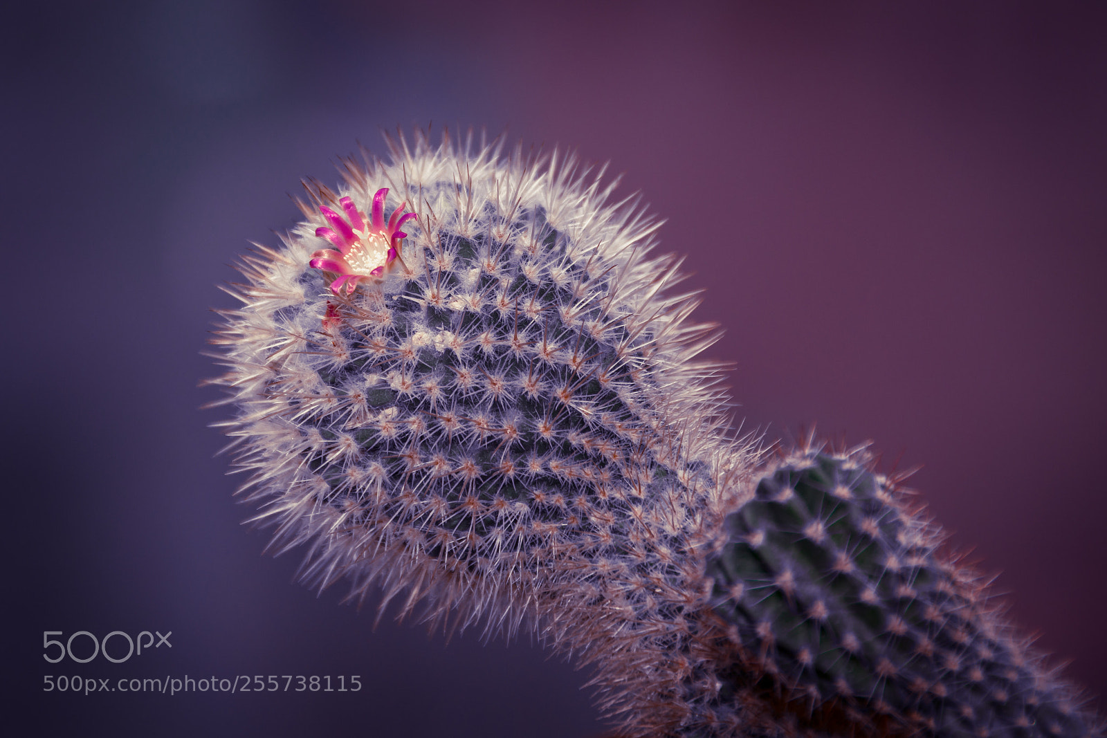 Nikon D7200 sample photo. Cactus photography