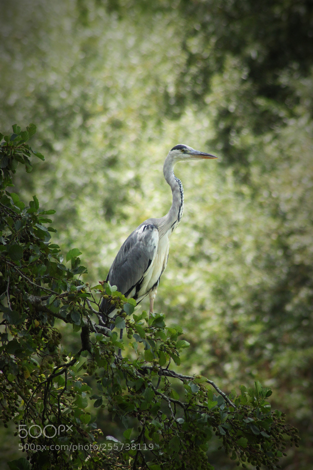 Canon EOS 500D (EOS Rebel T1i / EOS Kiss X3) sample photo. () photography