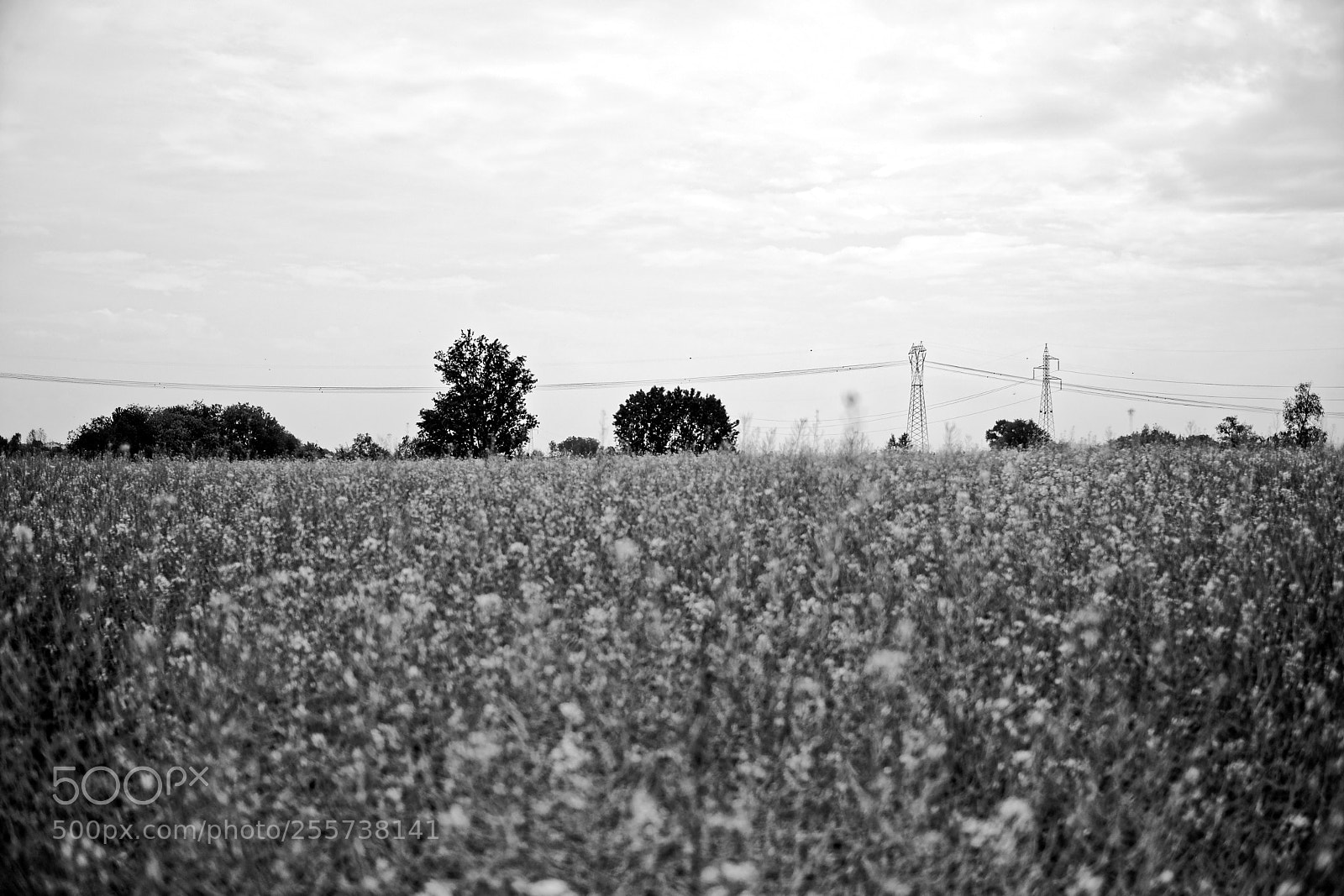 Fujifilm X-H1 sample photo. Wildflowers photography