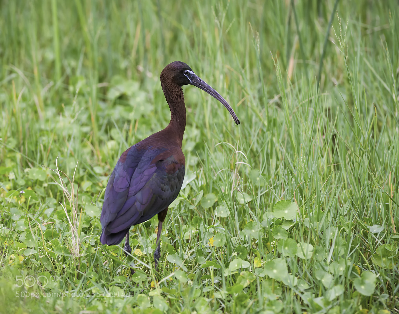 Nikon D3S sample photo. A glossy ibis photography