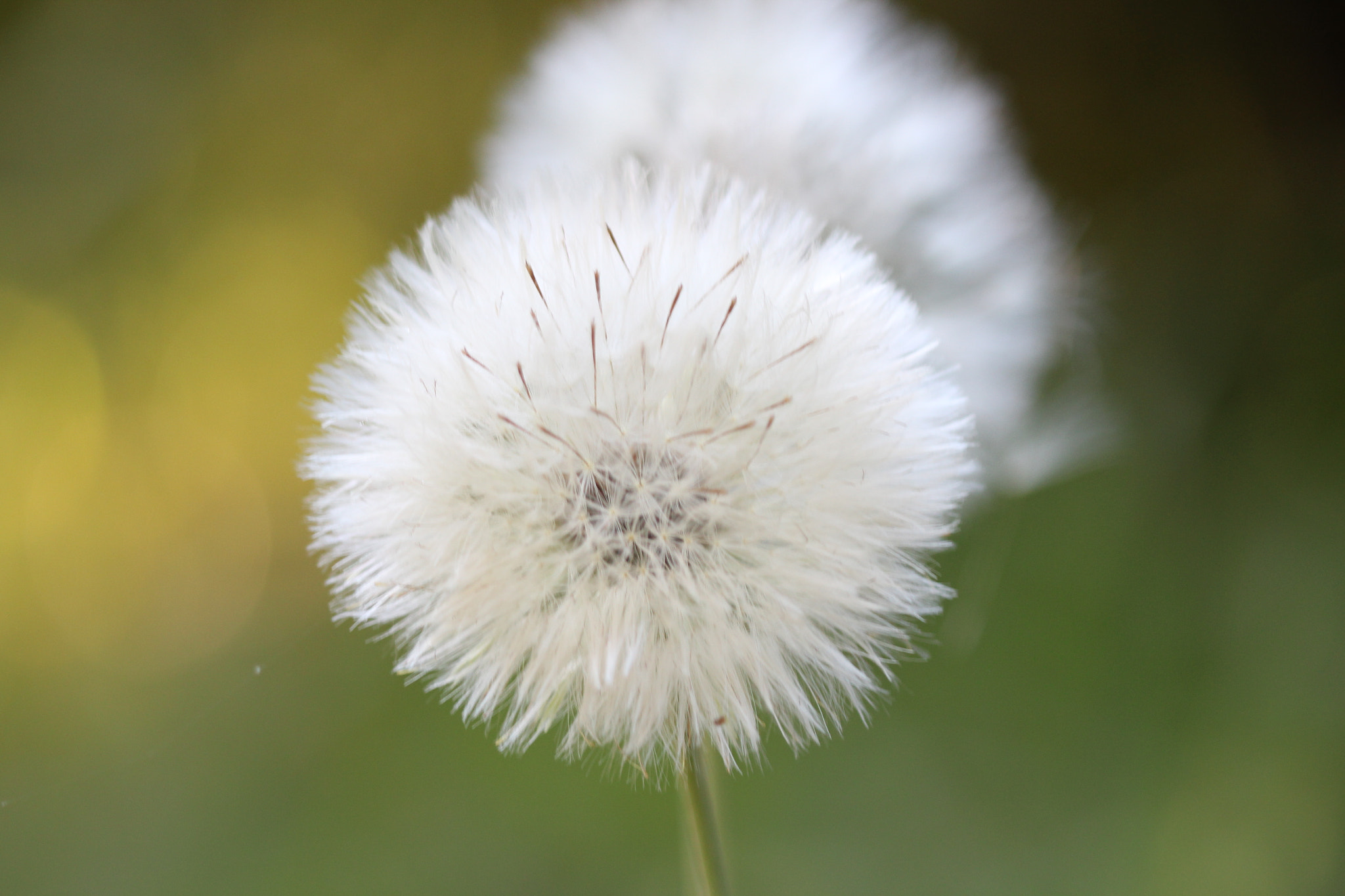 Canon EF 100mm F2.8 Macro USM sample photo. Dandelion photography