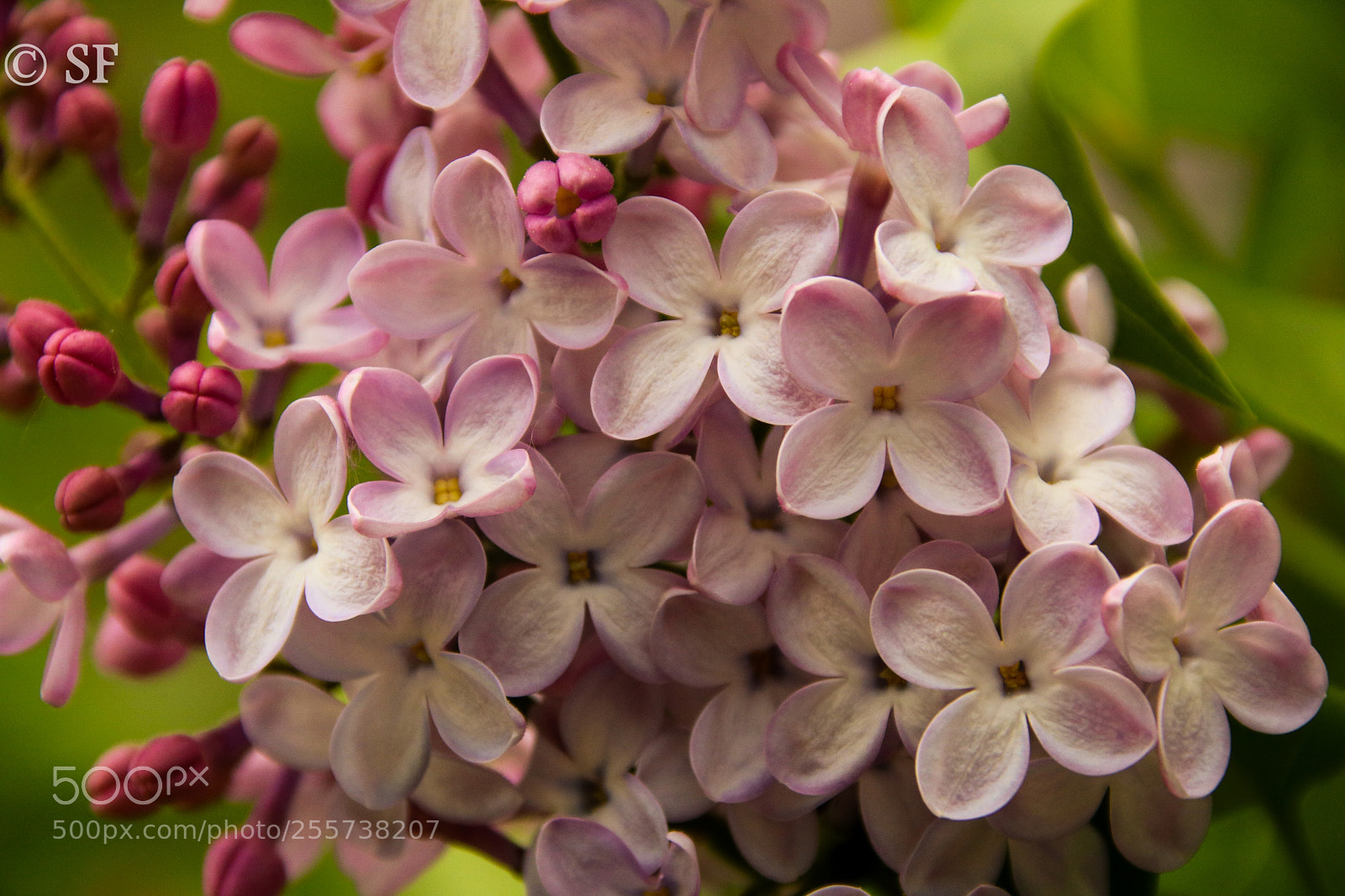 Canon EOS 750D (EOS Rebel T6i / EOS Kiss X8i) sample photo. Flieder -lilac -syringa photography