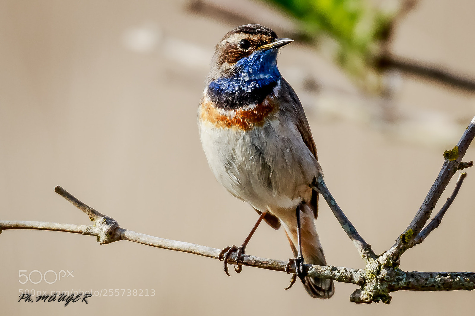 Canon EOS 7D Mark II sample photo. Gorgebleue photography