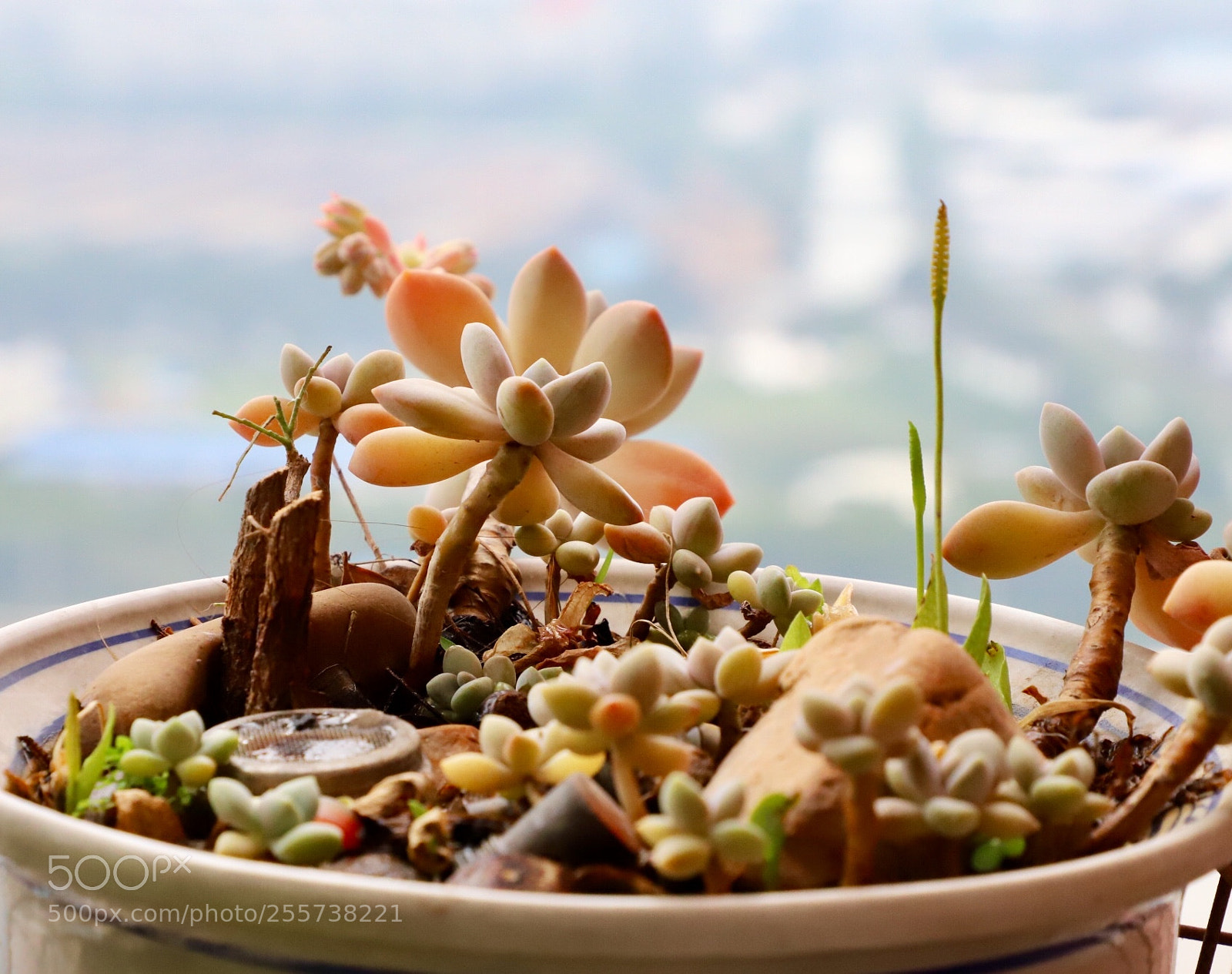 Canon EOS 6D Mark II sample photo. 谷雨时节 photography