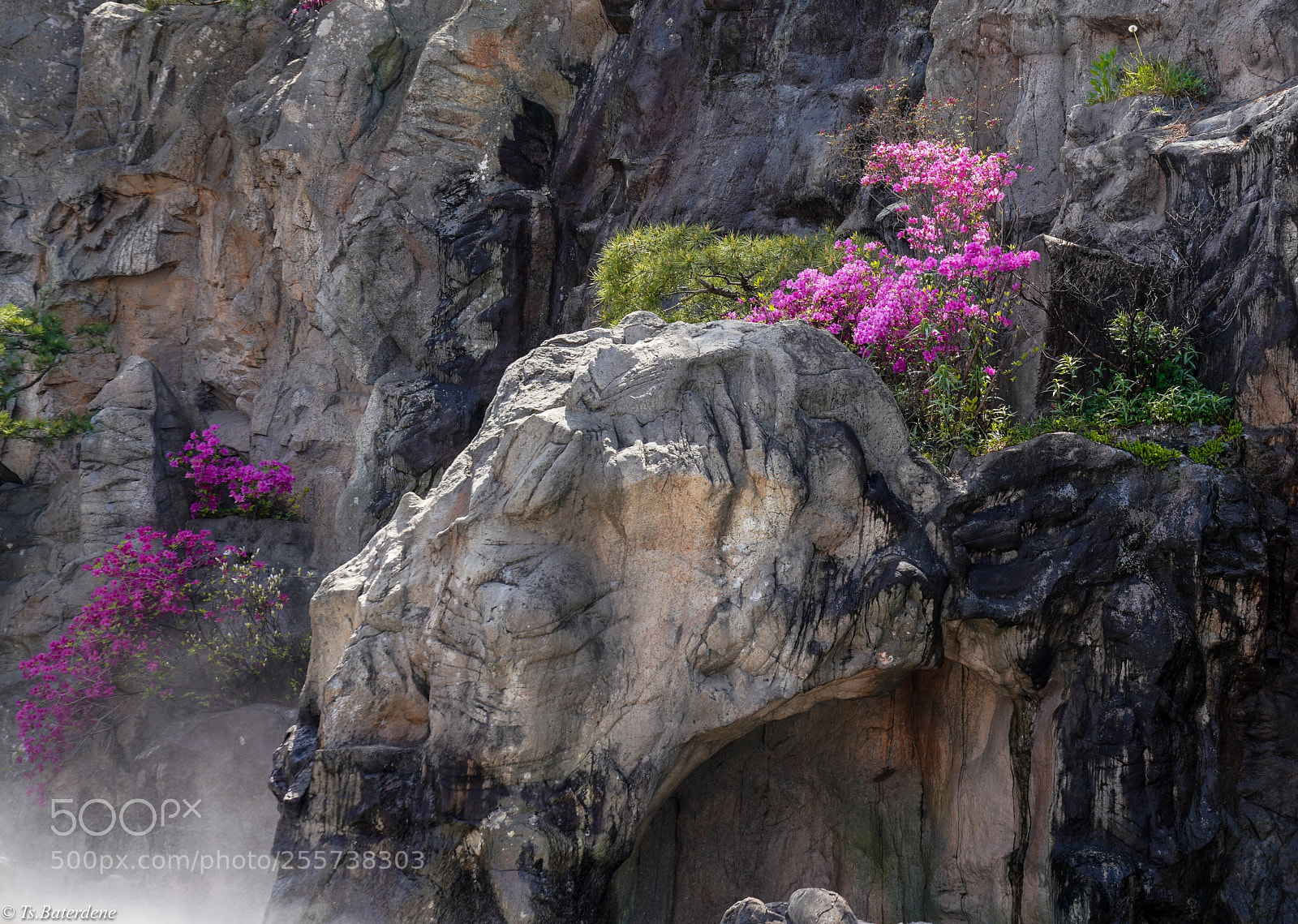 Sony a7R III sample photo. Blossom on stone photography