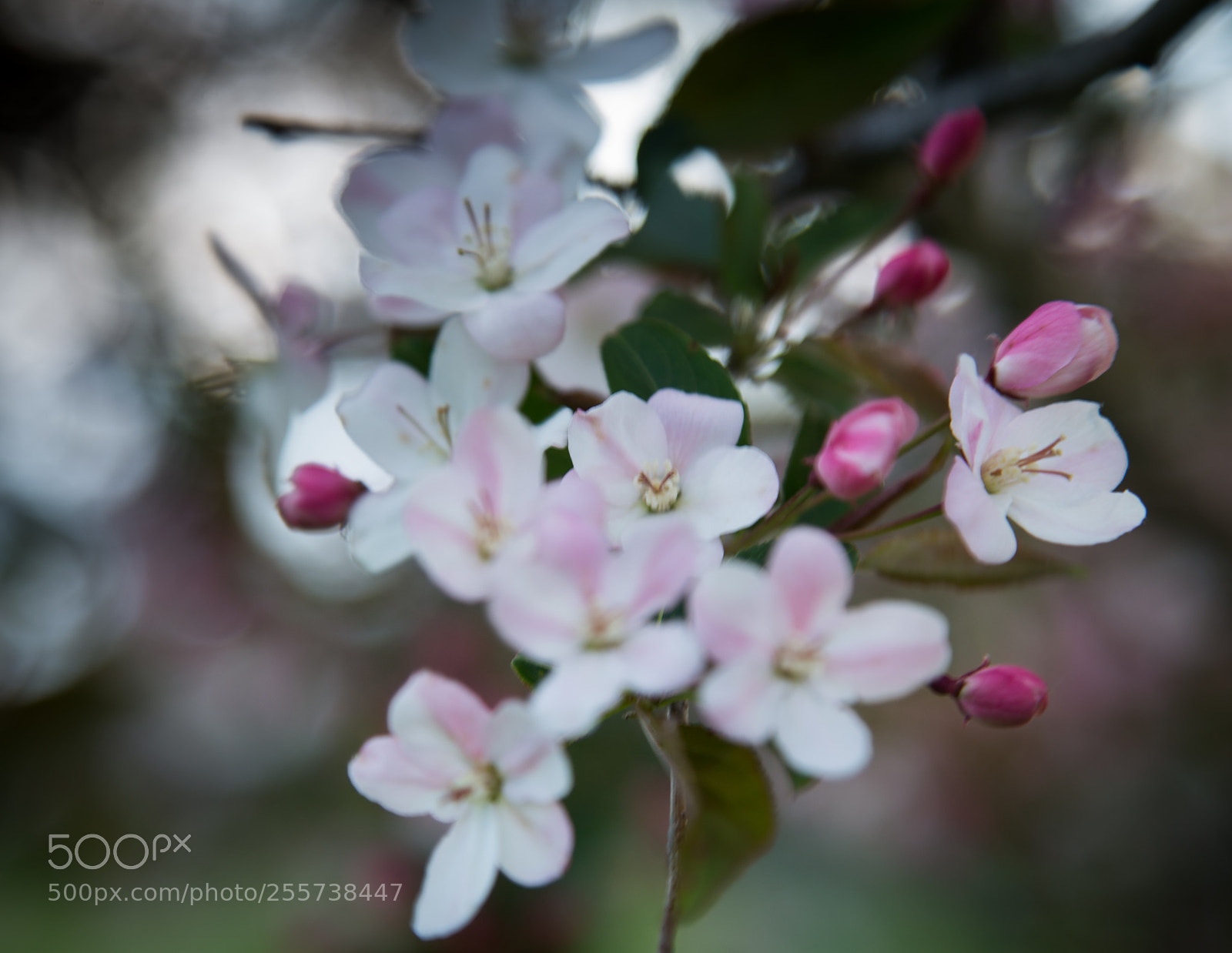 Canon EOS 6D sample photo. Cherry blossoms photography