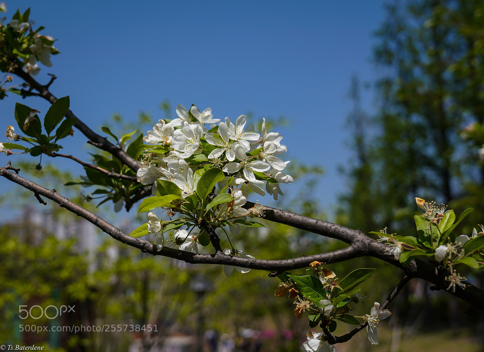 Sony a7R III sample photo. Spring’s color photography