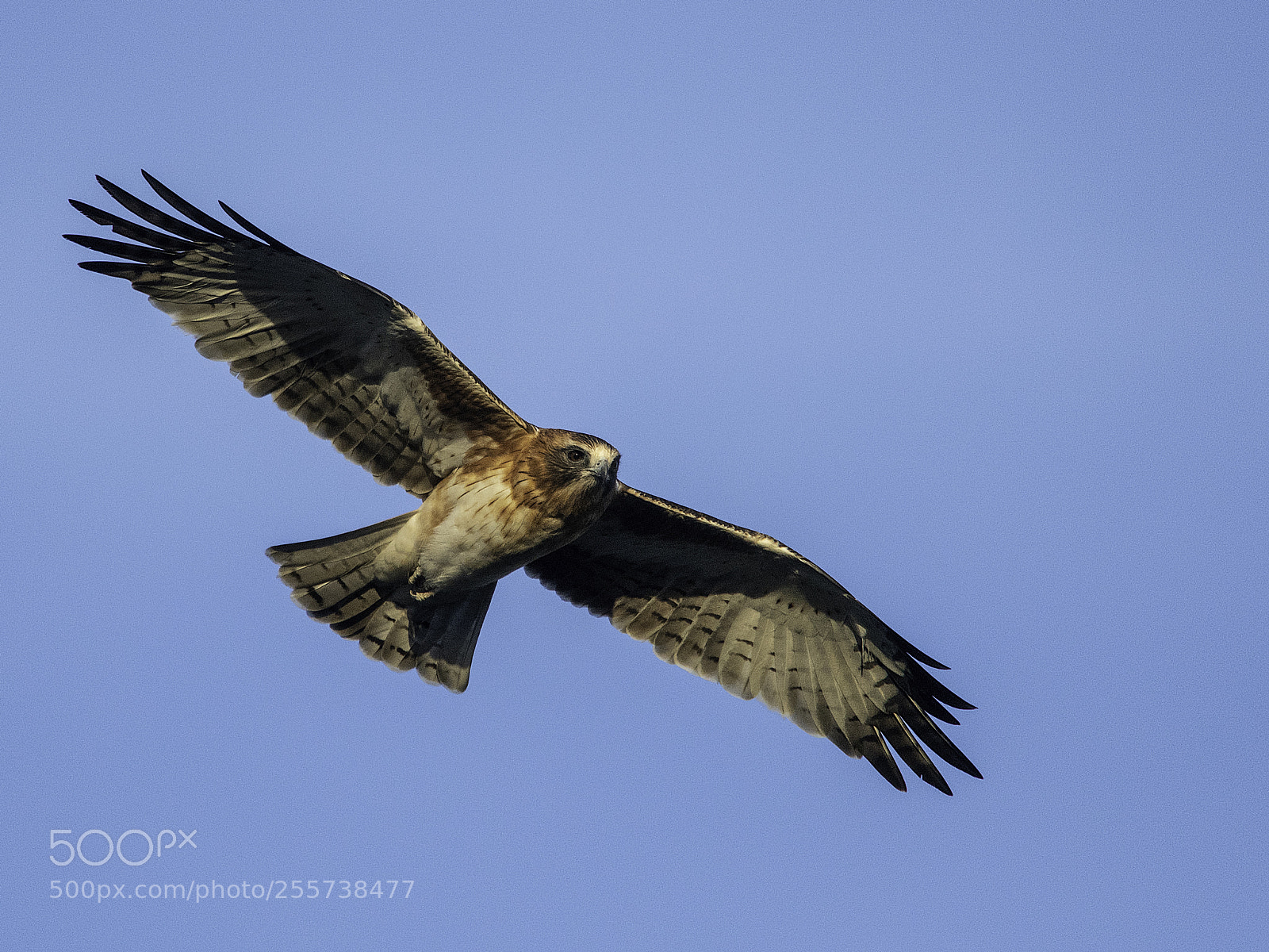 Nikon D500 sample photo. Little eagle light morph photography