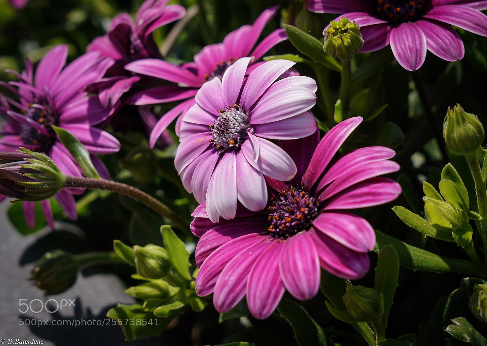 Sony a7R III sample photo. Flower photography