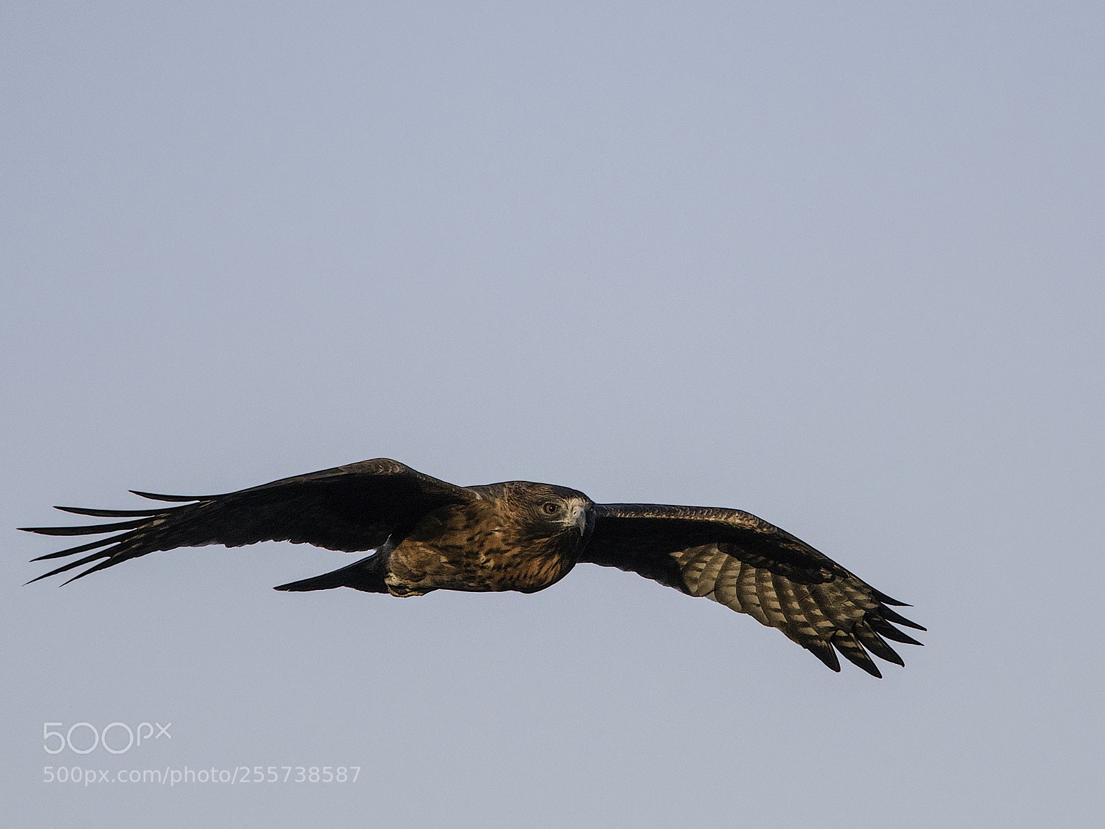 Nikon D500 sample photo. Little eagle dark morph photography